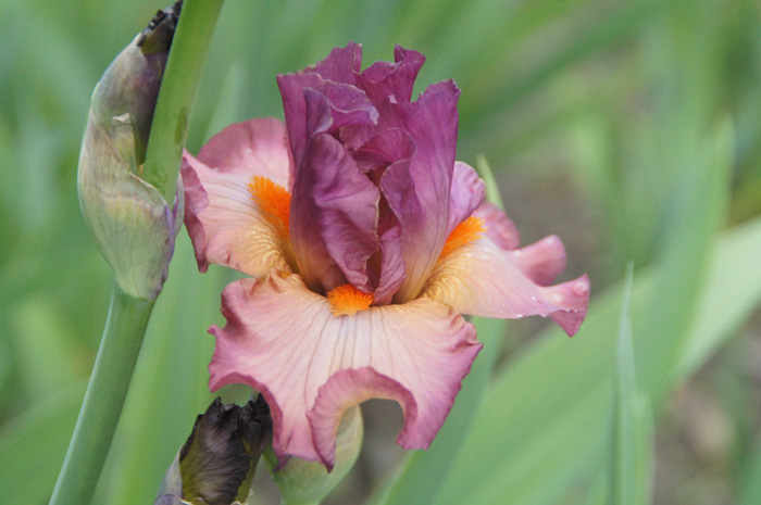 banded rose